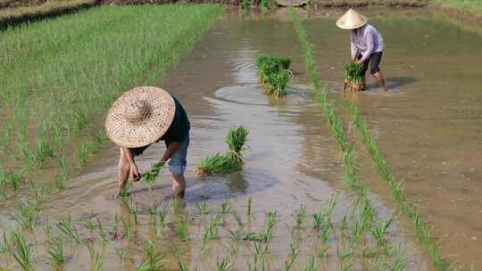 水稻田 农民用传统方式耕地 犁田 插秧 春耕