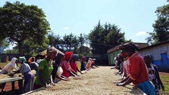 埃塞俄比亚咖啡发源地种植园