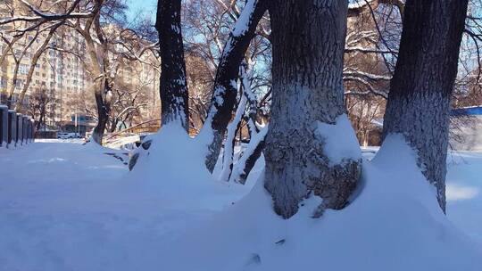 冬天公园老树小河雪景