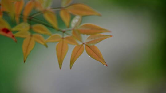 江南雨季下雨情绪意境空境素材