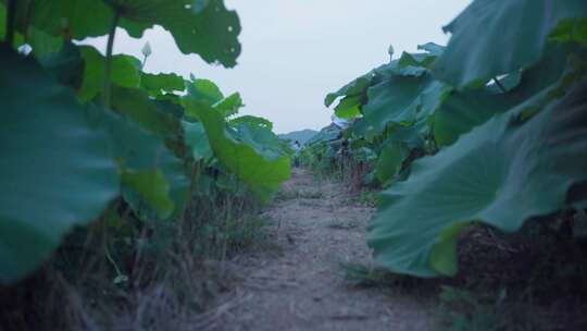 古风美女荷花古装汉服舞蹈时尚国风夏日