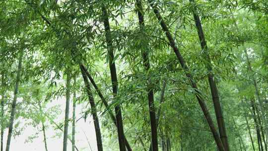 下雨天茂密的竹林枝叶繁茂生机勃勃的景象