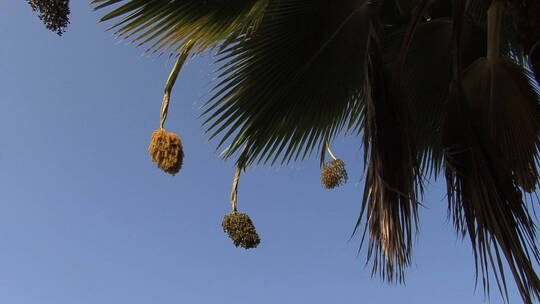挂在棕榈树上的水果视频素材模板下载
