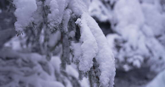 雪后松树挺立的冬日自然景象