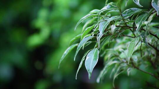 下雨天雨滴从植物叶片上滴落