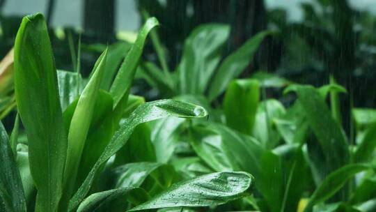 雨中的植物青翠欲滴慢镜头视频素材