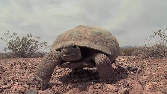 濒危的沙漠龟爬行的特写