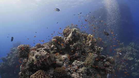 珊瑚、珊瑚礁、鱼类、海洋生物