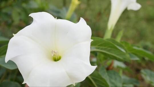 白色的花朵 (3)