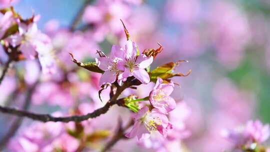 春天盛开的粉色碧桃桃花花朵特写视频素材模板下载