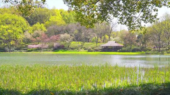 杭州西湖乌龟潭春天风景