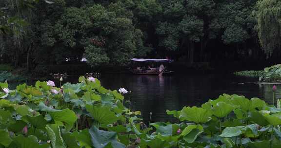 杭州西湖中式园林初夏细雨荷叶曲院风荷