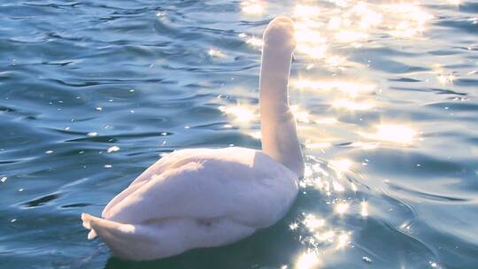 白天鹅在波光粼粼的湖中游泳