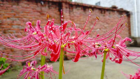 蜂花蜜合集
