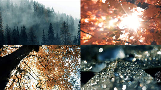 森林秋雨落叶瀑布阳光穿过树叶秋季森林合集视频素材模板下载