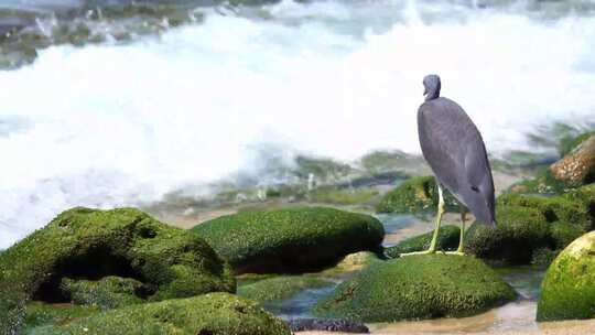 河边的的灰鹤鸟