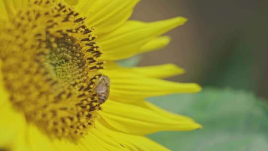 春夏季节的向日葵和蜜蜂微距
