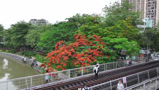 中国广东省广州市荔湾区花地河凤凰花