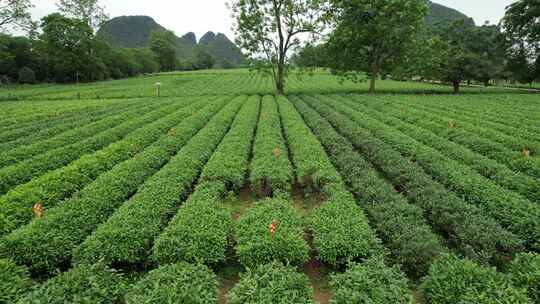 广西桂林尧山茶园