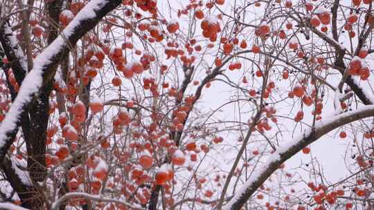 北京北海公园的节日雪景