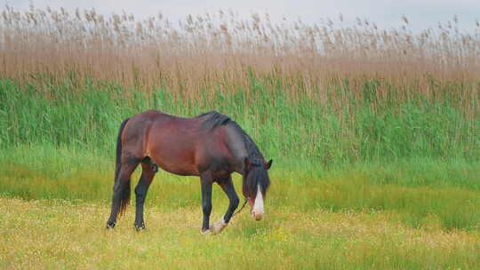 一匹马在草地上吃草