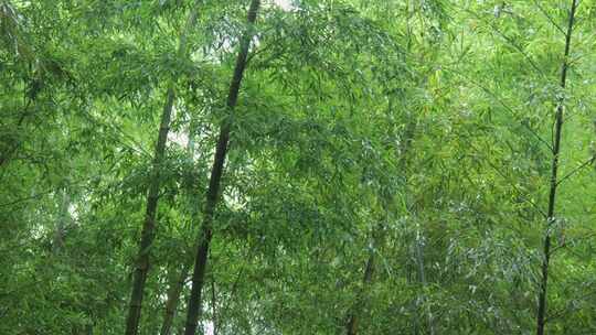 下雨天茂密的竹林枝叶繁茂生机勃勃的景象