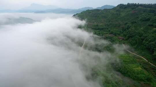 航拍四川乐山竹叶青峨眉雪芽茶山云雾缭绕