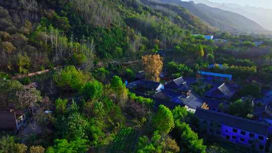 西安古观音禅寺千年银杏树视频素材模板下载