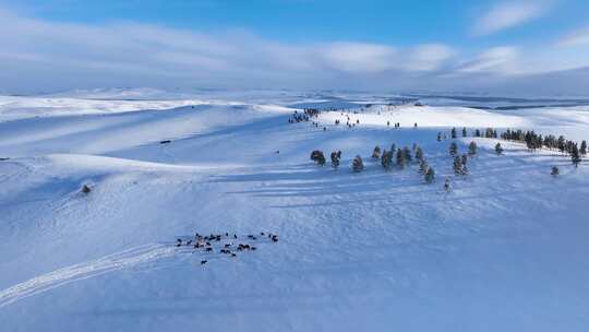 呼伦贝尔大雪原 合集视频素材模板下载