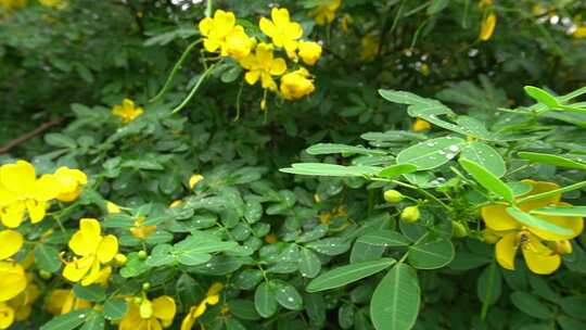 小黄花微距