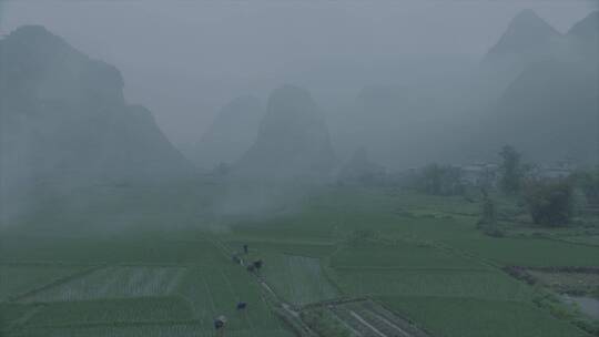 原生态水稻种植