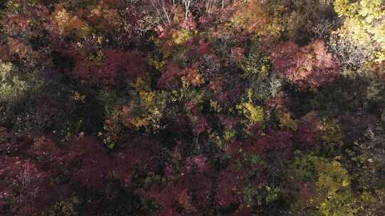 秋景秋色秋季红叶金秋森林风光树林