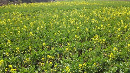 油菜花春天盛开航拍视角近距离展示