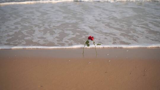 海边玫瑰花大海沙滩玫瑰视频素材模板下载