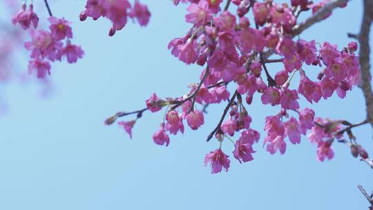 樱花蜜蜂采花和茶园风光