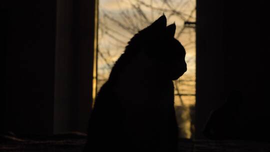 日落下的猫剪影视频视频素材模板下载