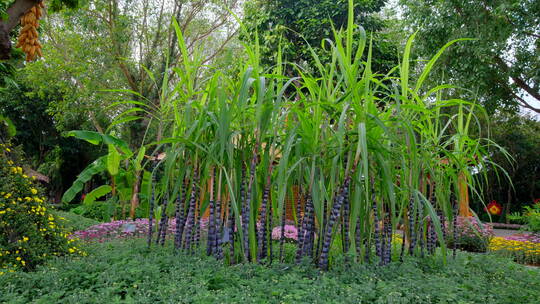 甘蔗 农业主题 景观