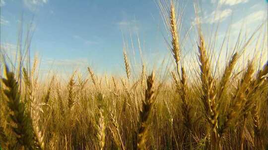 农业水稻小麦