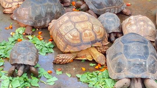 一大群老乌龟在森林公园吃东西聚餐
