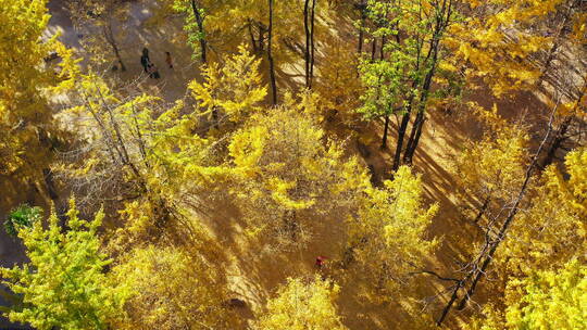 俯瞰秋天金黄的银杏林视频素材模板下载