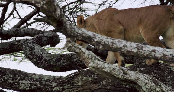 冬季在树枝上行走母狮
