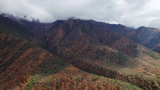 川西康定山川金黄色的秋天航拍