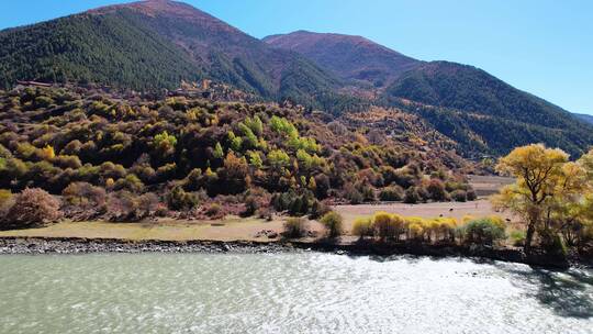 高原金黄色的秋天和河流航拍