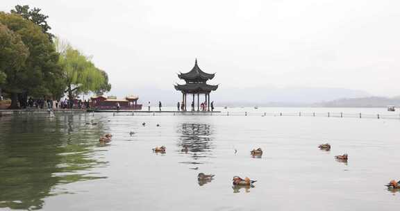 杭州西湖湖滨公园春天鸳鸯栖息