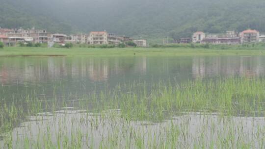 乡村世外桃源小溪溪流自然生态溪边河流