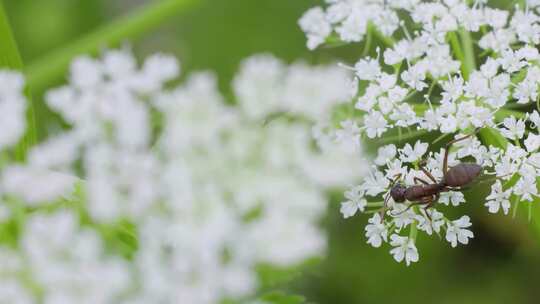 蚂蚁在白色野花上爬行的微距特写