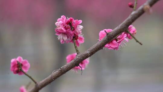 春天二月梅花