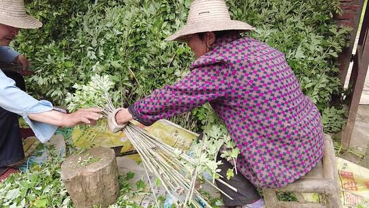 艾草素材视频素材模板下载