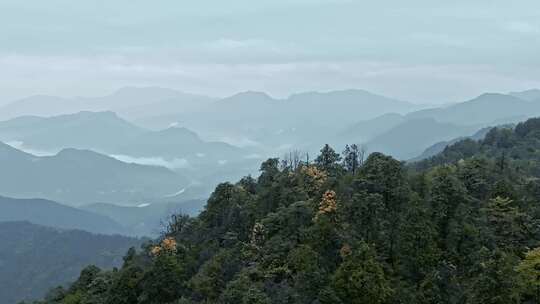 高清实拍眉山洪雅瓦屋山森林