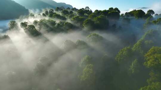 航拍茶山